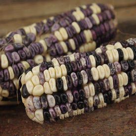 Cherokee White Eagle, Corn Seed